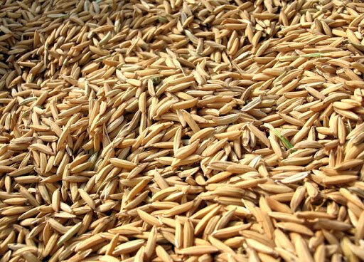 تولید کنندگان گندم در حال حاضر به فکر تهیه بذر خود هستند