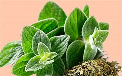 خرید عرق کاکوتی