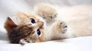 عقیم سازی گربه ماده