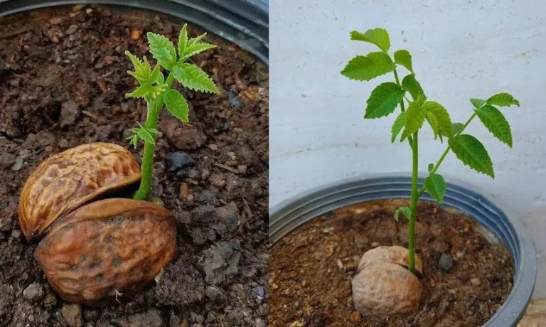 چگونه روغن پوست سبز گردو را بگیریم