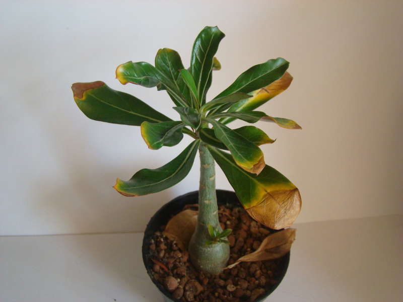 The cause of yellowing and falling of boxwood leaves