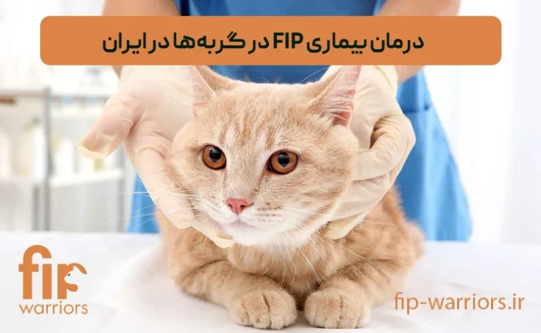 راهنمای گام‌به‌گام درمان و مراقبت از گربه‌های مبتلا به FIP